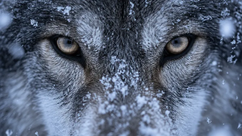 Close up of a grey wolf's eyes in falling snow