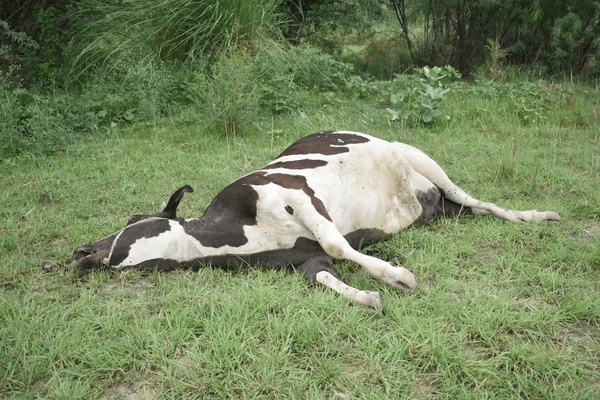 Wireframe Grid Overlay Prompt - 1